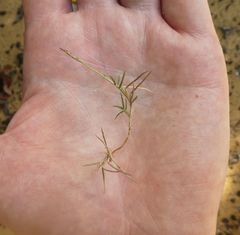 Zoysia matrella