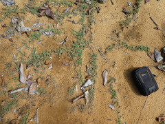 Zoysia matrella