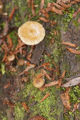 Armillaria hinnulea