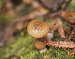 Armillaria hinnulea
