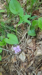 Viola dactyloides