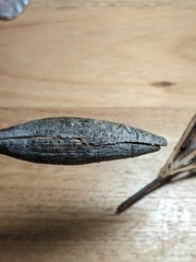 Apiomorpha pedunculata