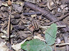 Zachaeus crista