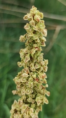 Rumex dentatus