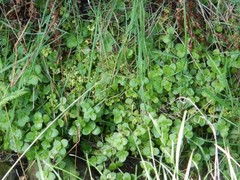 Chrysosplenium oppositifolium