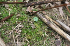 Corybas puniceus