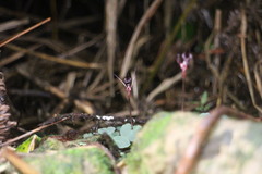 Corybas puniceus