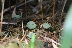 Corybas puniceus