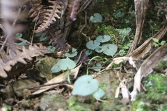 Corybas puniceus