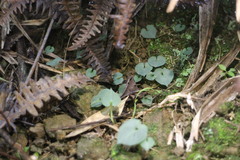 Corybas puniceus