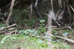 Corybas puniceus