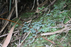 Corybas puniceus
