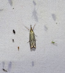 Chrysocrambus