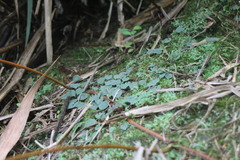 Corybas puniceus