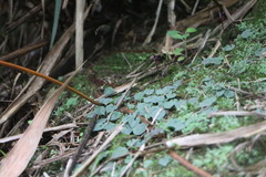 Corybas puniceus