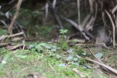 Corybas puniceus