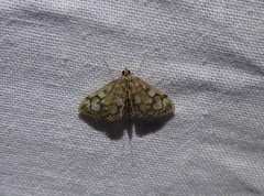 Anania coronata