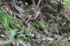 Corybas puniceus