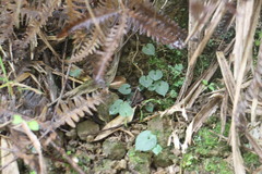 Corybas puniceus
