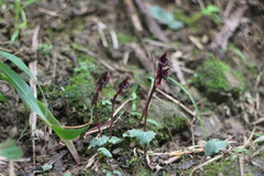Corybas puniceus