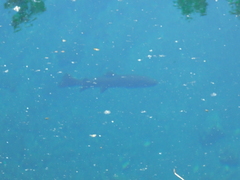 Salmo trutta