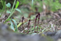 Corybas puniceus