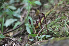 Corybas puniceus
