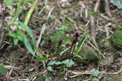 Corybas puniceus