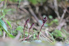 Corybas puniceus
