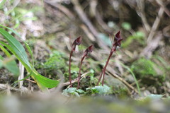 Corybas puniceus