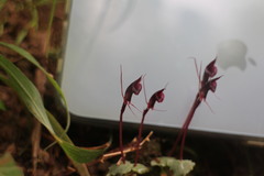Corybas puniceus