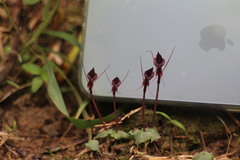 Corybas puniceus