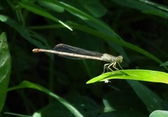 Ceriagrion glabrum