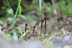 Corybas puniceus
