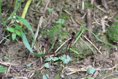 Corybas puniceus