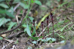 Corybas puniceus