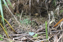 Corybas puniceus