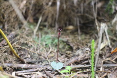 Corybas puniceus