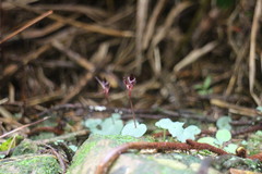 Corybas puniceus