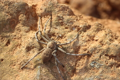 Eusparassus