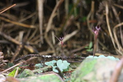 Corybas puniceus