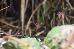 Corybas puniceus