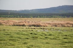 Limosa limosa