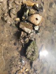 Arctosa maculata