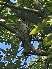 Columba palumbus