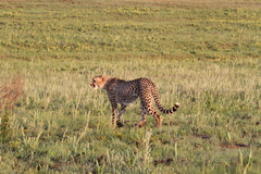 Acinonyx jubatus jubatus