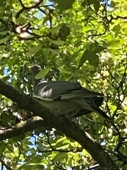 Columba palumbus