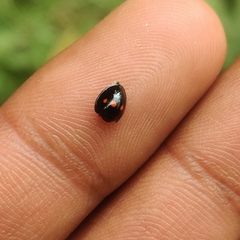 Chilocorus infernalis