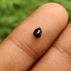 Chilocorus infernalis