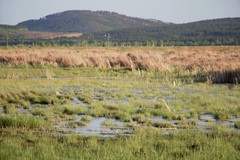 Limosa limosa